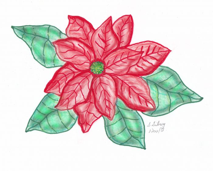 Christmas flower by Sally Gilroy